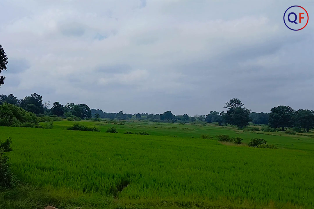 Green Rice Field near Karra